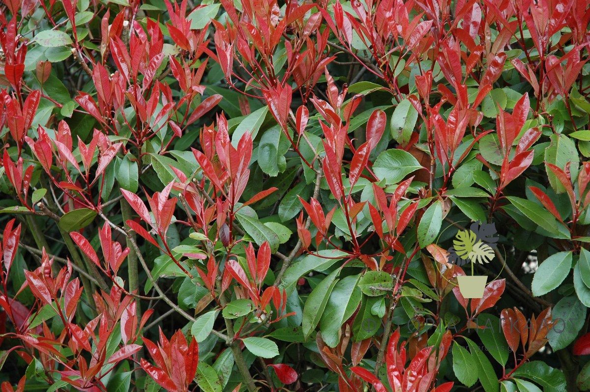 Φωτίνια (Photinia fraseri) – Φυτό Φράχτη με Κόκκινα Φύλλα - 1
